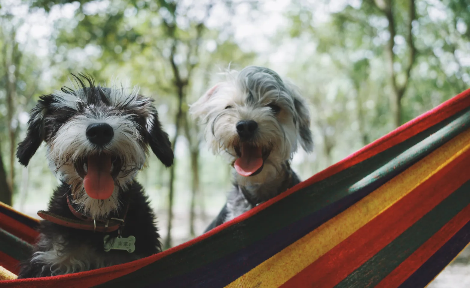 Dogs on hammock